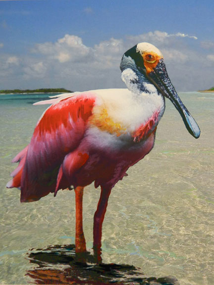 Roseate Spoonbill Fine Art Print